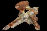 Spinosaurus Cervical (Neck) Vertebrae - Kem Kem Beds #110485-5